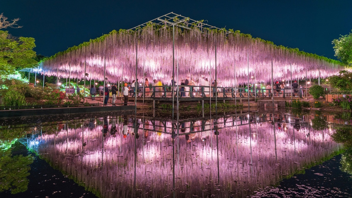 Ashikaga Flower Park, Tochigi Prefetcure