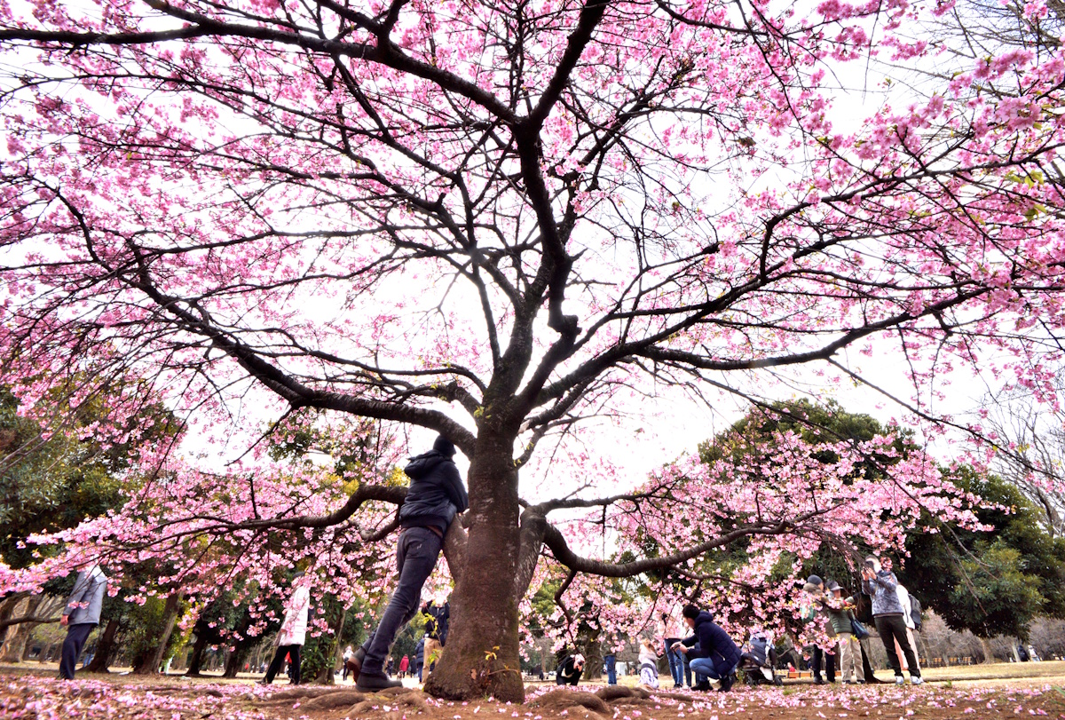 Cherry blossoms at Yoyogi Park
