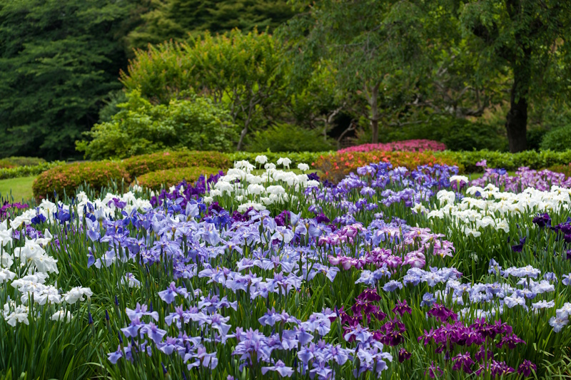 Irises and other flowers at the East Garden of the Imperial Palace 