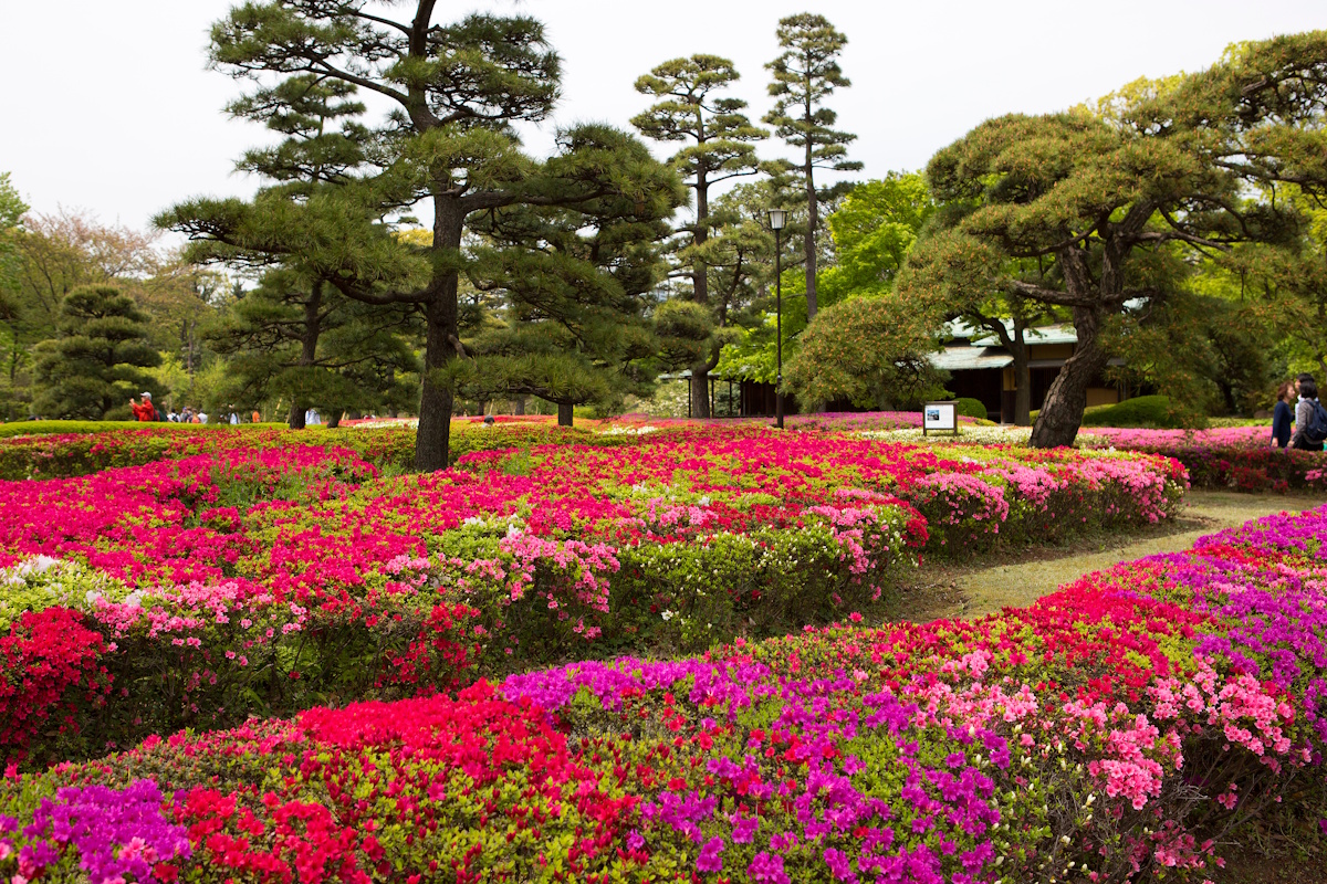 Carp pond at the Imperial Palace, Tokyo, Japan